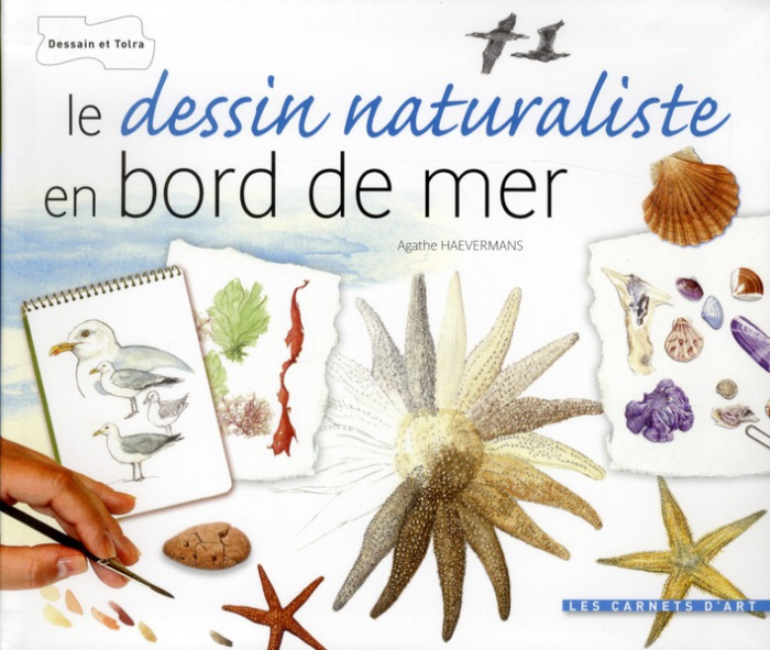 Le dessin naturaliste en bord de mer