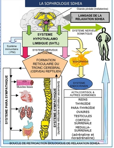 Sophrologie SDHEA. Psychosomatique, respiration sophronique, relaxation SDHEA