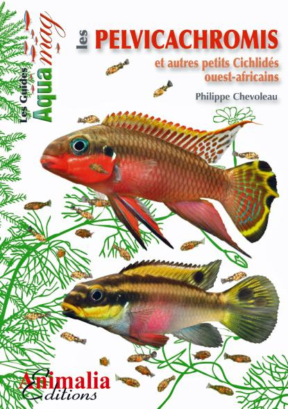 Les pelvicachromis et autres petits cichlides ouest-africains