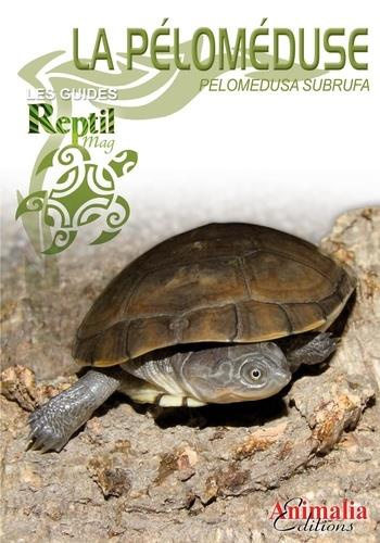 La péloméduse roussatre. Pelomedusa Subrufa et espèces proches