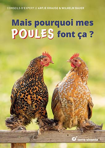 Mais pourquoi mes poules font ça ? Décryptez leur comportement