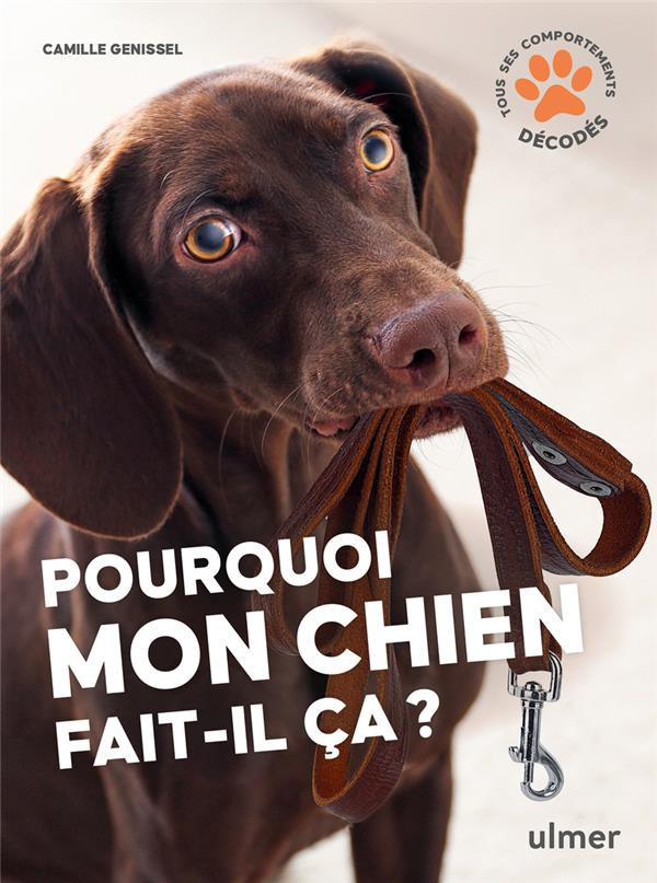 Pourquoi mon chien fait-il ça ?