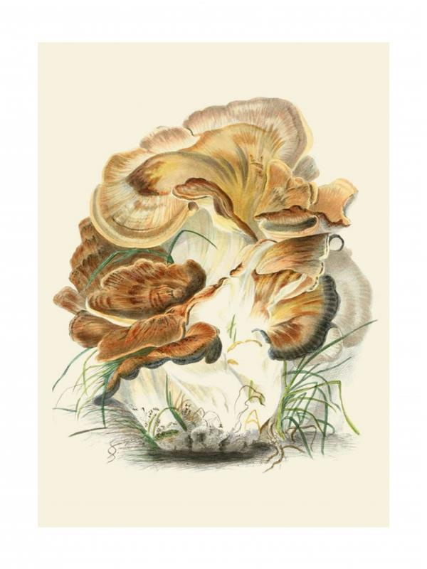 Polyporus giganteus