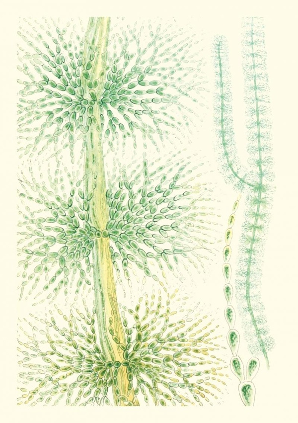 Algues d'eau douce. Carnet de notes