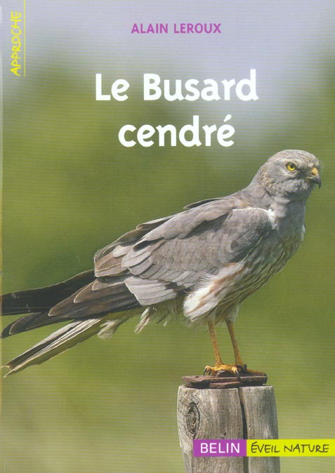 Le Busard cendré