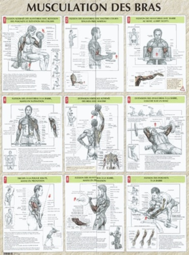 Musculation des bras. Poster 80x60 cm