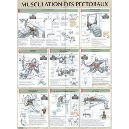 Musculation des pectoraux. Poster 80x60 cm