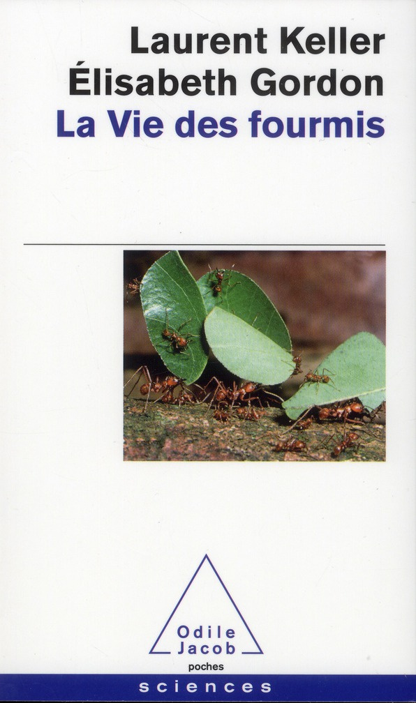 La vie des fourmis