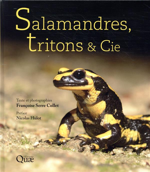 Salamandres, tritons & Cie