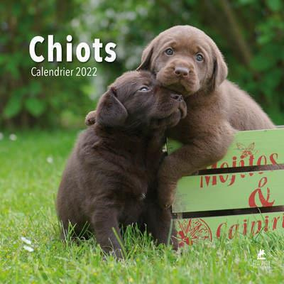 Chiots. Edition 2022
