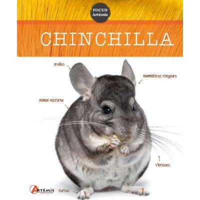 Chinchilla