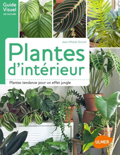Plantes d'intérieur. Plantes tendance pour un effet jungle