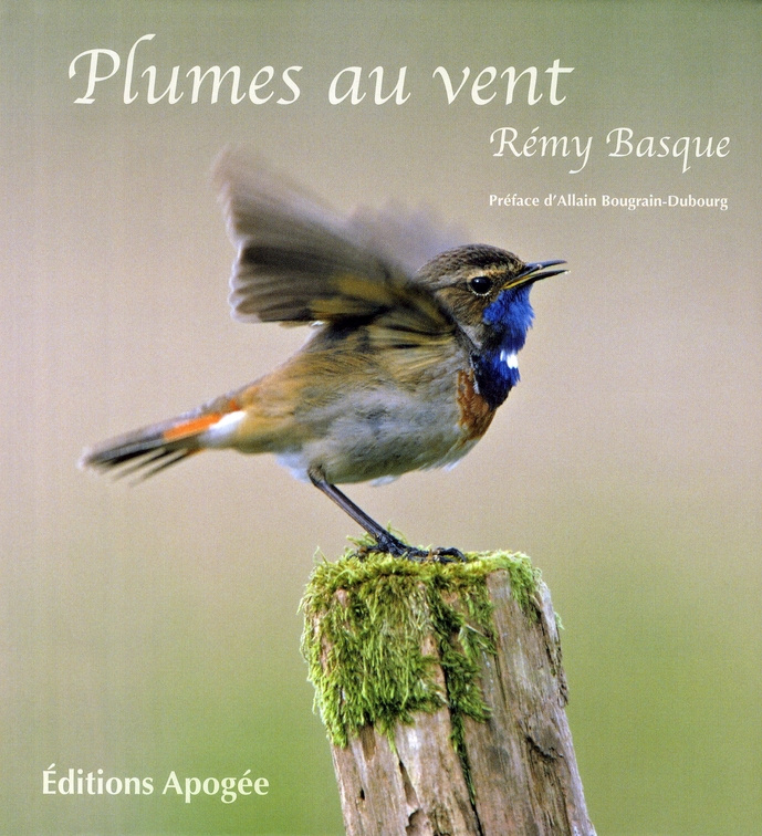 Plumes au vent