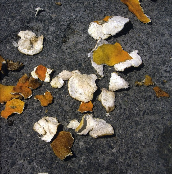 Il était temps (sonate pour mégaphone). Suivi de Cap