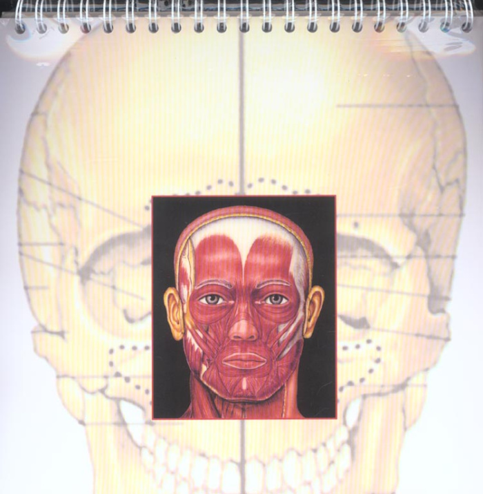 36 Planches d'anatomie humaine