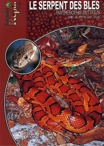 Le serpent des blés. Pantherophis guttatus (elaphe guttata)