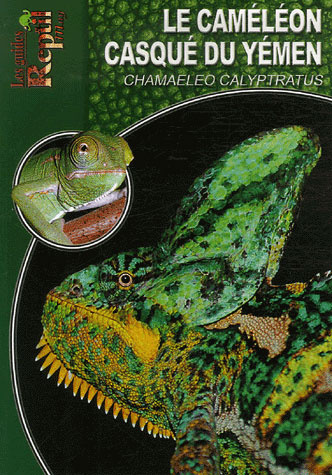 Le caméléon casqué du Yémen. Chamaeleo calyptratus