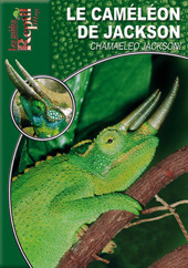 Le caméléon de Jackson. Chamaeleo Jacksoni