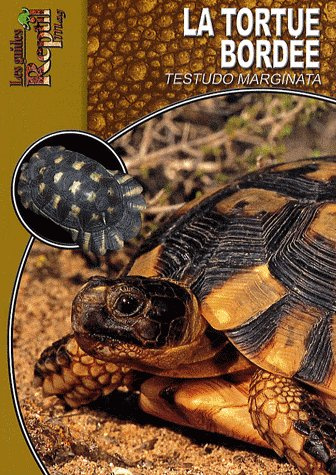 La tortue bordée. Testudo marginata