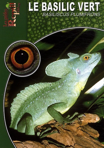 Le basilic vert. Basiliscus plumifrons
