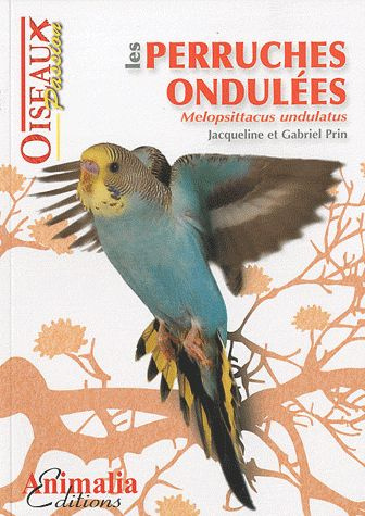 Les perruches ondulées. Melopsittacus undulatus