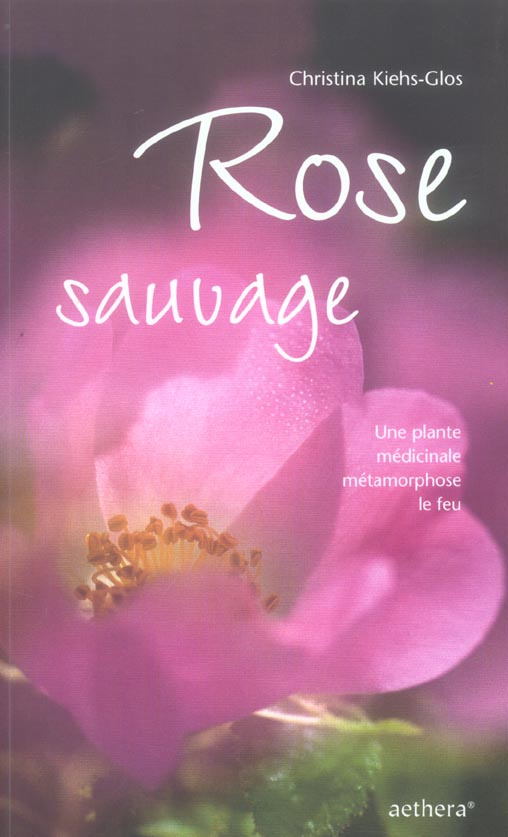 Rose sauvage. Une plante médicinale métamorphose le feu