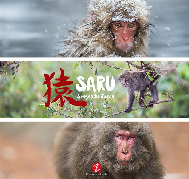 Saru. Singes du Japon