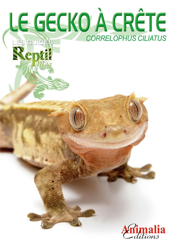 bach-stefanie-3b-laue-claire-le-gecko-a-crete-correlophus-ciliatus_0