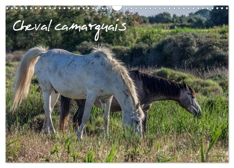 demange-photographe-francis-cheval-camarguais-calendrier-mural-2026-la-beaute-du-cheval-semi-sauva_0