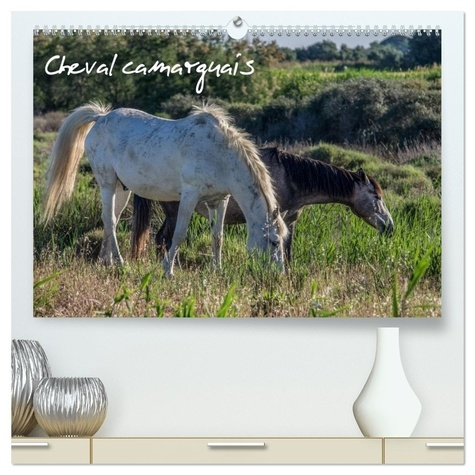 demange-photographe-francis-cheval-camarguais-calendrier-mural-2026-la-beaute-du-cheval-semi-sauva_0