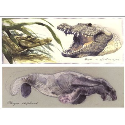 sokal-benoit-amerzone-souvenirs-d-une-expedition-1932-1934-souvenirs-d-une-expedition-1932-1934_0