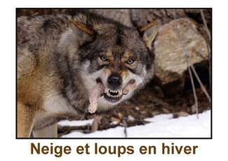 NEIGE ET LOUPS EN HIVER LIVRE POSTER DIN A3 HORIZONTAL