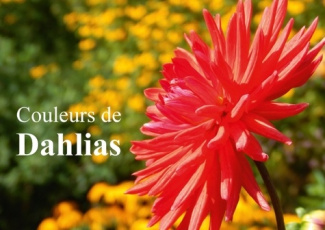 COULEURS DE DAHLIAS LIVRE POSTER DIN A4 HORIZONTAL