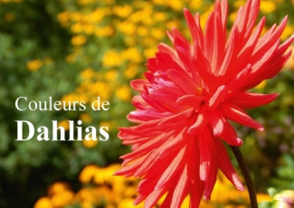 COULEURS DE DAHLIAS LIVRE POSTER DIN A3 HORIZONTAL