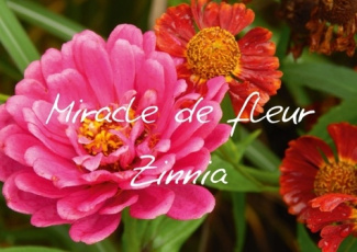 MIRACLE DE FLEUR ZINNIA LIVRE POSTER DIN A3 HORIZONTAL