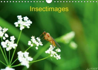 Insectimages. Photographies d'insectes. Calendrier mural A4 horizontal 2016