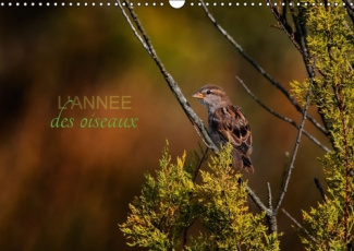 L ANNEE DES OISEAUX CALENDRIER MURAL 2016 DIN A3 HORIZONTAL