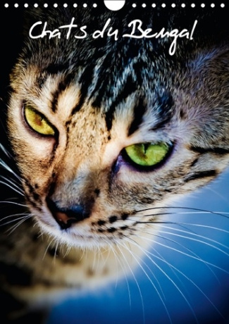 CHATS DU BENGAL CALENDRIER MURAL 2016 DIN A4 VERTICAL