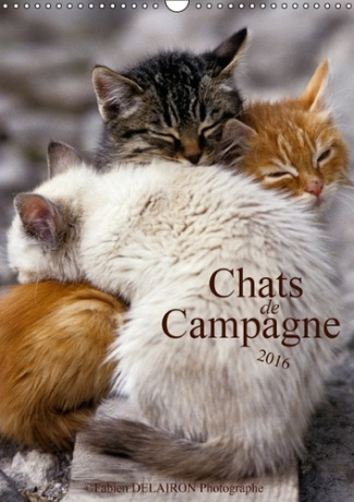 CHATS DE CAMPAGNE CALENDRIER MURAL 2016 DIN A3 VERTICAL