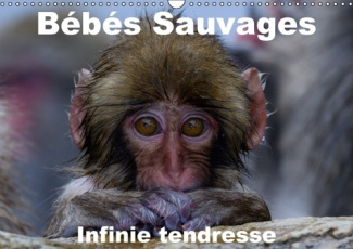 BEBES SAUVAGES INFINIE TENDRESSE CALENDRIER MURAL 2016 DIN A3 HORIZONTAL