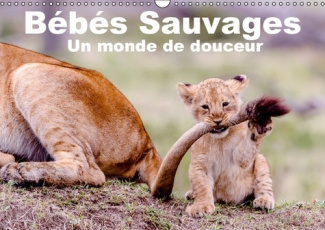 BEBES SAUVAGES UN MONDE DE DOUCEUR CALENDRIER MURAL 2016 DIN A3 HORIZONTAL
