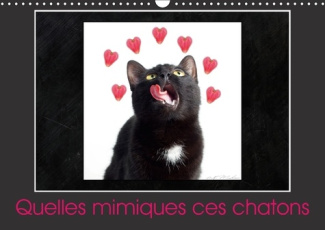 QUELLES MIMIQUES CES CHATONS CALENDRIER MURAL 2018 DIN A3 HO - UN CALENDRIER PLEIN D HUMOUR C