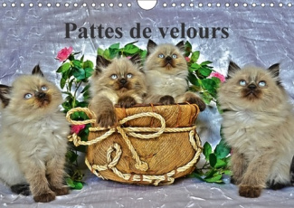 PATTES DE VELOURS CALENDRIER MURAL 2018 DIN A4 HORIZONTAL - SEANCE PHOTOS DE CHATONS CALEN