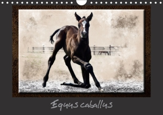 EQUUS CABALLUS CALENDRIER MURAL 2018 DIN A4 HORIZONTAL - CHEVAL ET EQUIPEMENT CALENDRIE
