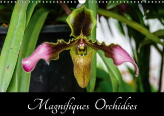MAGNIFIQUES ORCHIDEES CALENDRIER MURAL 2018 DIN A3 HORIZONTA - BELLES PHOTOGRAPHIES D ORCHIDE