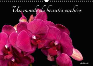 UN MONDE DE BEAUTES CACHEES CALENDRIER MURAL 2018 DIN A3 HOR - BELLES ET COLOREES CALENDRIER