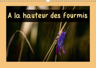 A LA HAUTEUR DES FOURMIS CALENDRIER MURAL 2018 DIN A3 HORIZO - CALENDRIER MENSUEL 14 PAGES AV