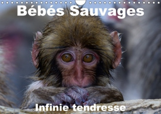BEBES SAUVAGES INFINIE TENDRESSE CALENDRIER MURAL 2018 DIN A - BEBES MAMIFERES DANS LEUR ENVI
