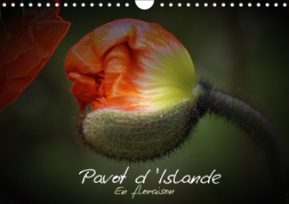 PAVOT D ISLANDE EN FLORAISON CALENDRIER MURAL 2018 DIN A4 HO - LE PAVOT D ISLANDE DEPUIS LE B