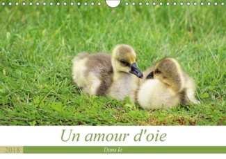 UN AMOUR D OIE CALENDRIER MURAL 2018 DIN A4 HORIZONTAL - LA VIE DE MES OIES DE LEURS NA
